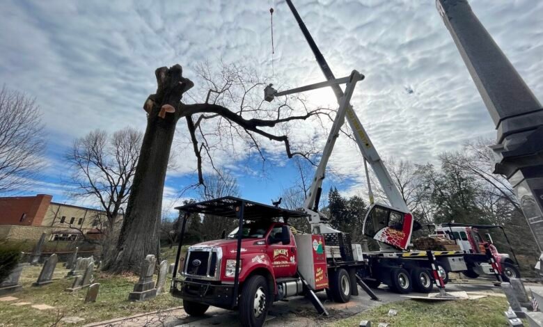 Mencer's, Mencer's Tree Service