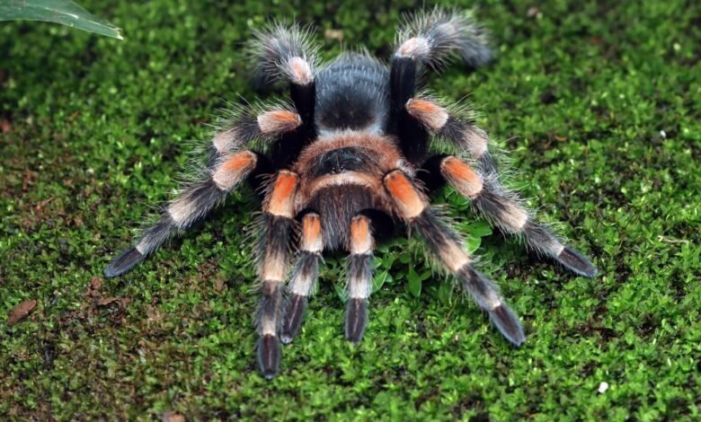 cobalt blue tarantula