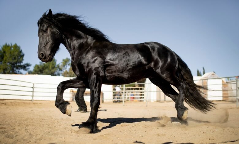 black horse finance